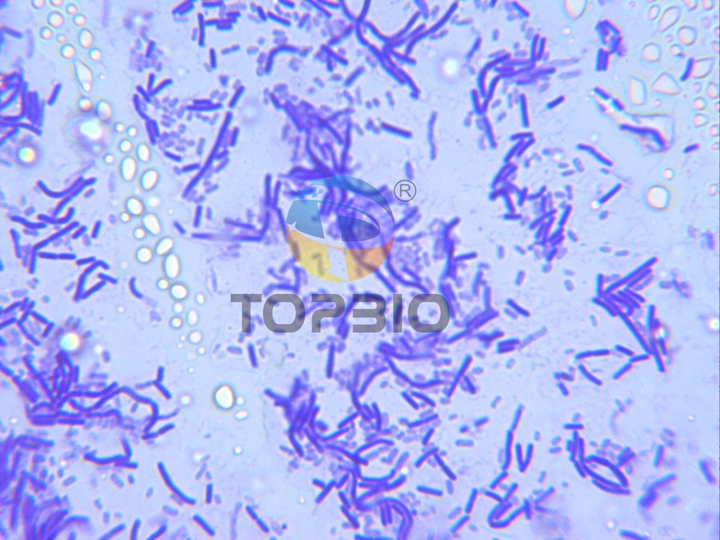 枯草芽孢杆菌显微镜镜检照片